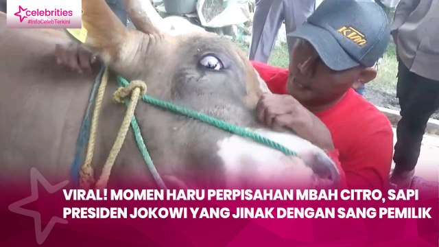 Viral! Momen Haru Perpisahan Mbah Citro, Sapi Presiden Jokowi yang Jinak dengan sang Pemilik