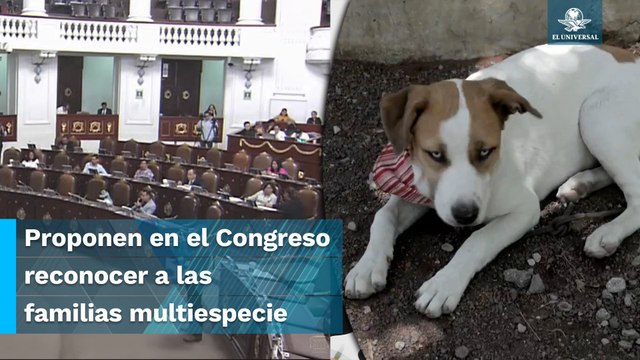 Mascotas podrían tener acta de identidad y hasta recibir herencias en la CDMX