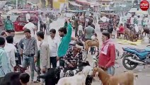 ईदगाह समेत मुस्लिम बाहुल्य क्षेत्रों में बड़ी संख्या में प्रदेशभर के बकरों की रेकाॅर्ड खरीददारी