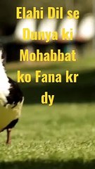 #Beautiful_Dua#Beautiful_Nature#Beautiful_World#Beautiful_Lyrics#Shorts#Shorts_with_lyrics#Youtube#(480p)