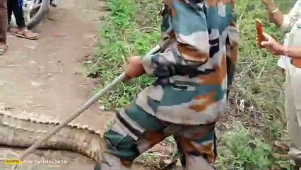 किसान के खेत दिखा मगरमच्छ, अड्डो से निकले 35 बच्चें