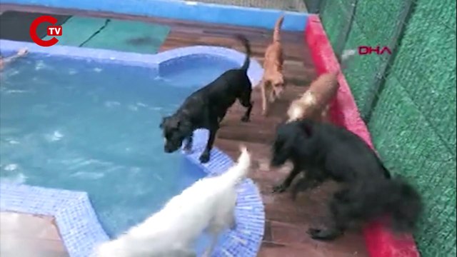 Kurban bayramında evcil hayvanlar için VIP konaklama: 350 TL'lik gecelik ücretler!