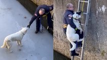 BRAVE Firefighter rescues trapped dog!