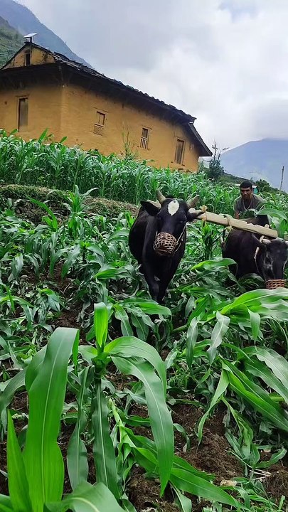 Village life