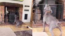 Overexcited dog starts jumping & gets caught mid-air by owner *SMOOTH!*