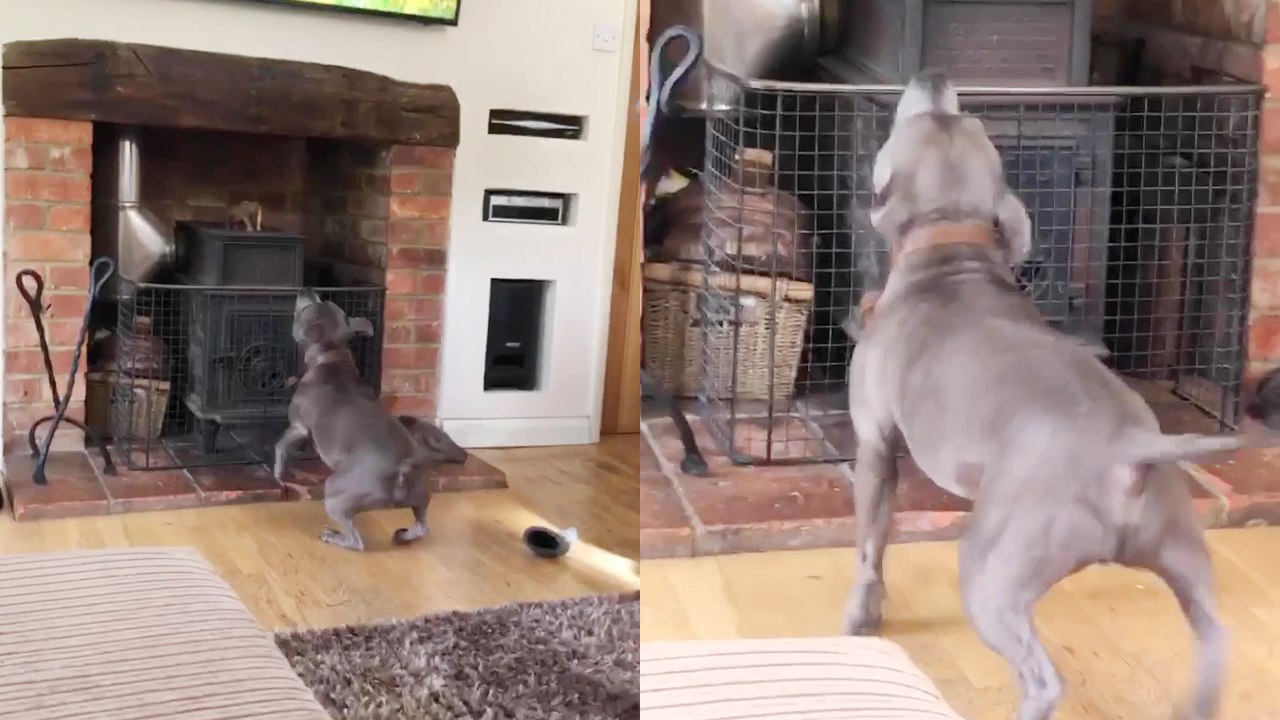 Overexcited dog starts jumping & gets caught mid-air by owner *SMOOTH!*