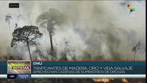 En la Amazonia aumenta la desforestación debido a traficantes