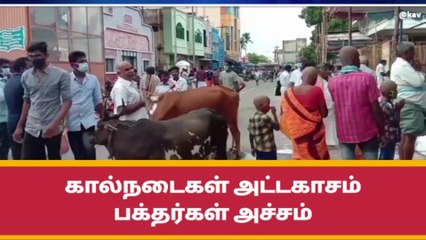 ராமேஸ்வரத்தை ஆக்ரமித்த கால்நடைகளை அகற்ற கோரிக்கை!