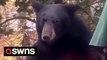 Woman's morning workout routine interrupted by huge black BEAR - sending her fleeing