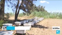 L'apiculture séduit les jeunes en Tunisie : des ruches intelligentes et durables pour sauver les ruches en Tunisie