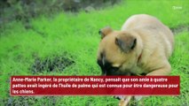 Une femme pensait que sa chienne allait mourir car elle était défoncée !