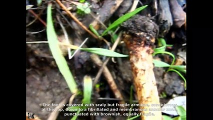 Echinoderma echinaceum. Champimaginatis. English Text