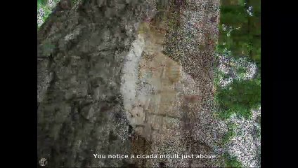 Enteridium lycoperdon. Champimaginatis. English Text