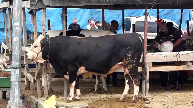 Son Dakika! Kurban pazarlarında üreticinin elinde kalan kurbanlıklar, Et ve Süt Kurumu tarafından satın alınacak