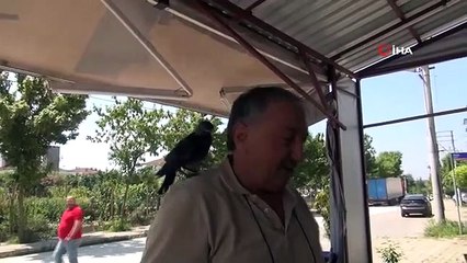 Le corbeau qu'il a sauvé des chats ne le quitte pas un instant.