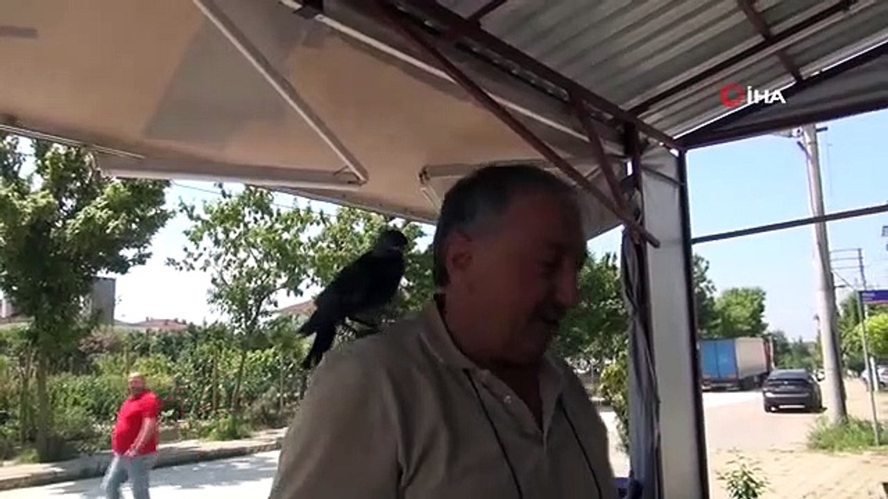 Le corbeau qu'il a sauvé des chats ne le quitte pas un instant.