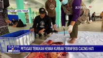 Di Blitar, Petugas Temukan Hewan Kurban Terinfeksi Cacing Hati