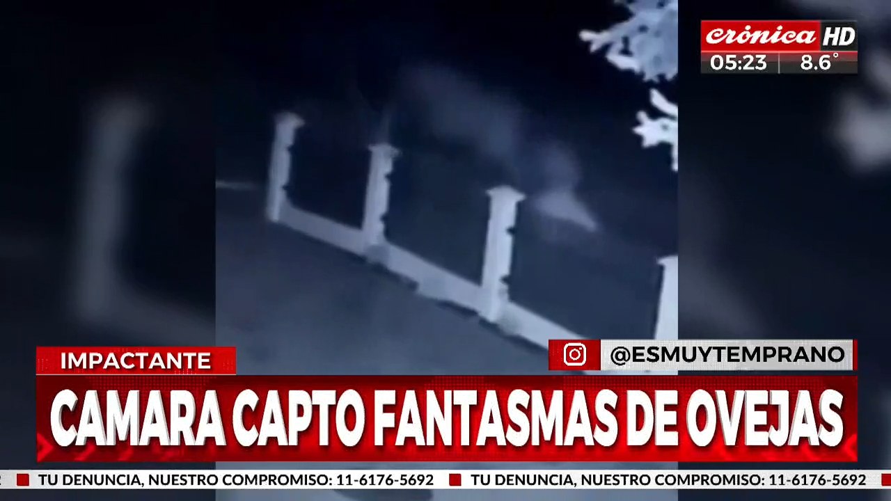 ¡Fantasmas de ovejas fueron captadas por las cámaras de seguridad!