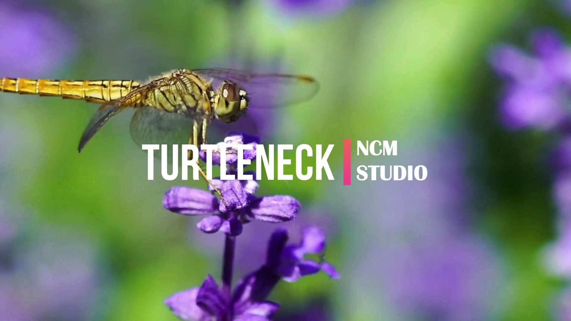 ⁣Turtleneck - TrackTribe   Alternative Music, Happy Music, Travel Music