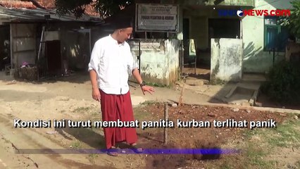 Sapi Kurban Ngamuk, Masuk Teras Masjid Hingga Nyaris Seruduk Warga