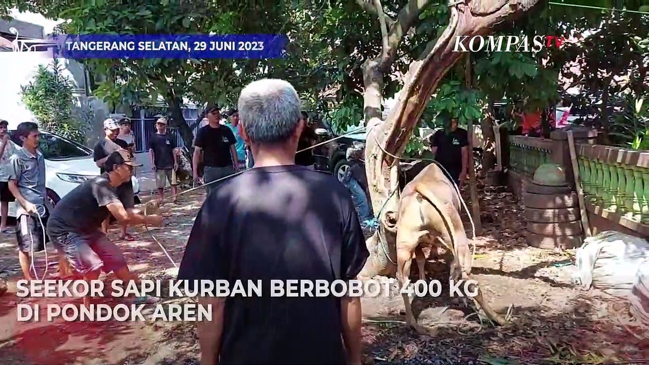 Sapi Kurban di Pondok Aren Mengamuk, 1 Orang Terluka!