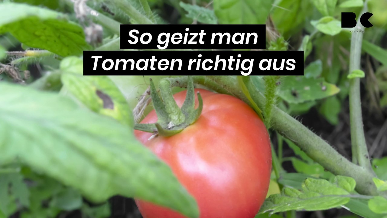 So geizt man Tomaten richtig aus