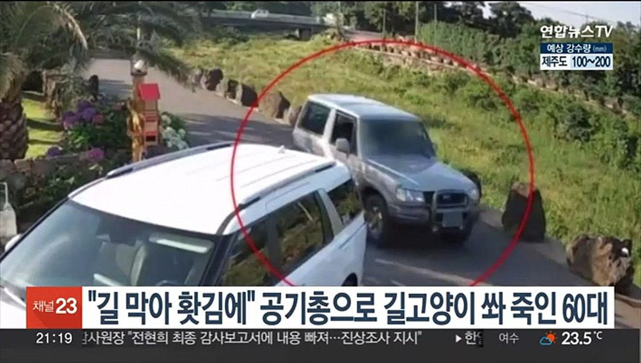 "길 막아 홧김에" 공기총으로 길고양이 쏴 죽인 60대