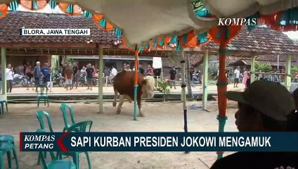 Diduga Stres Hendak Disembelih, Sapi Kurban Presiden Jokowi di Merauke Mengamuk!