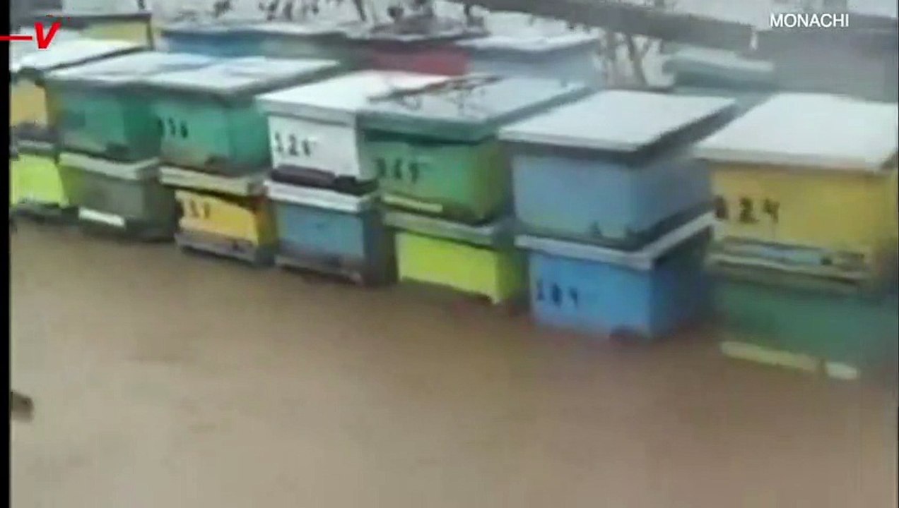 Chile Floods Destroy Bee Colonies, Devastating Honey Producers