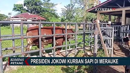 Presiden Jokowi Dapat Giliran Pertama Sembelih Kurban di Rumah Potong Hewan Ruminansia Merauke