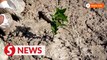 Iraq plants mangrove forest to fight climate disaster