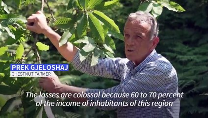 Wasps wreak havoc on Albania's chestnuts