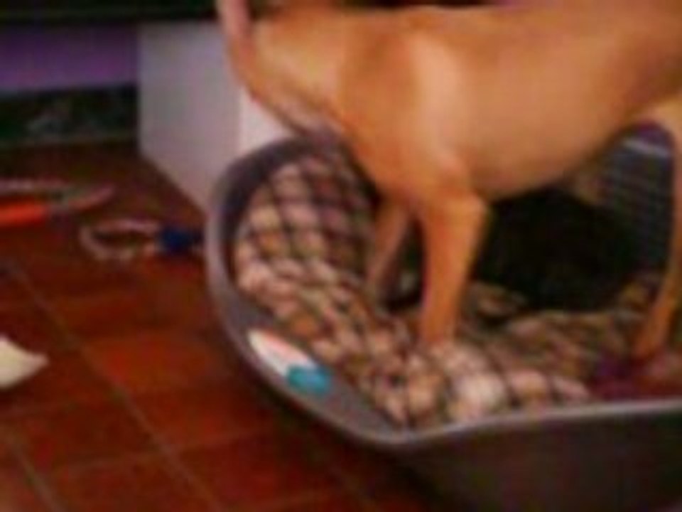 Anka et Lucky