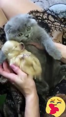 Hey one in a Million love cat  Cute kitten hugs puppy #shorts #pets #cats #puppy #dog (1)