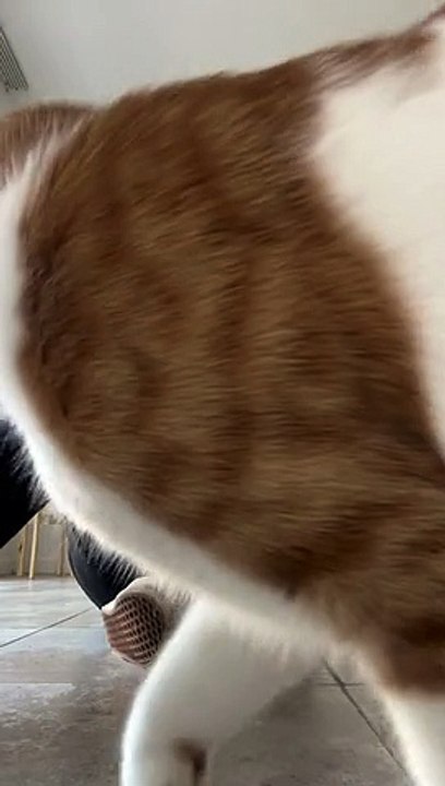 Roger Gets Mad When Grooming Is Finished
