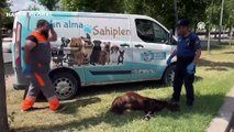 Otomobilin çarpması sonucu yaralanan kurbanlık keçiye polis böyle su içirdi