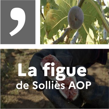 Un produit, un territoie : la figue de Solliès AOP