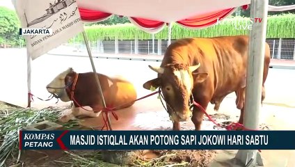 Download Video: Panitia Kurban Masjid Istiqlal Akan Potong Sapi Presiden Jokowi & Wapres Maruf Amin Sabtu Ini!