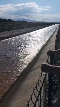 Des ouvriers sauvent une vache avec une pelleteuse