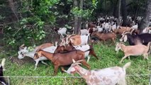 ‘Esquadrão das cabras’ contra as ervas daninhas