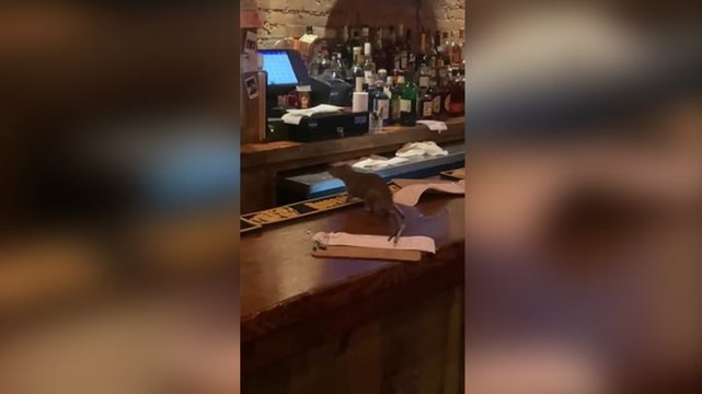 Giant rat runs across bar counter and causes chaos at New York restaurant