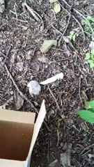 Hondureño encuentra una culebra en su casa y la devuelve a su hábitat