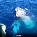 Vídeo: Aparição de baleia assusta pescadores no Rio de Janeiro
