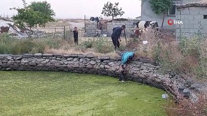 Oğlak gölete düştü, annesi kurtarılmasını bekledi