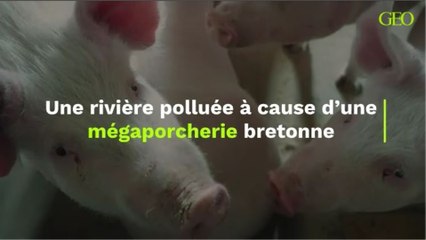 Une rivière polluée à cause d’une mégaporcherie bretonne