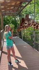 Jiggy la girafe et son ami partagent un repas