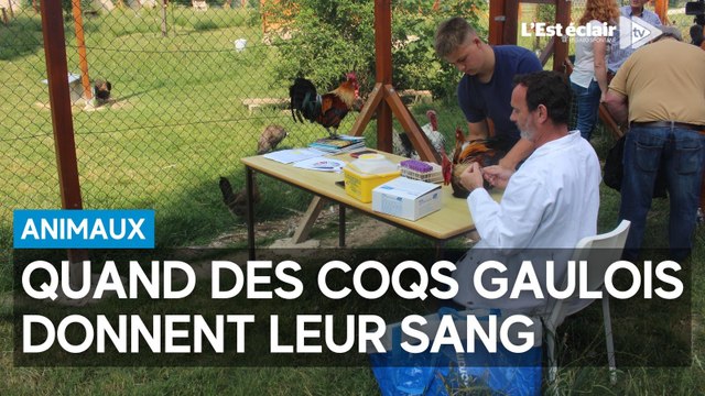 Les coqs gaulois donnent leur sang pour assurer l’avenir de leur race