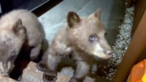 Noisy Bear Cubs Visit Tahoe Home