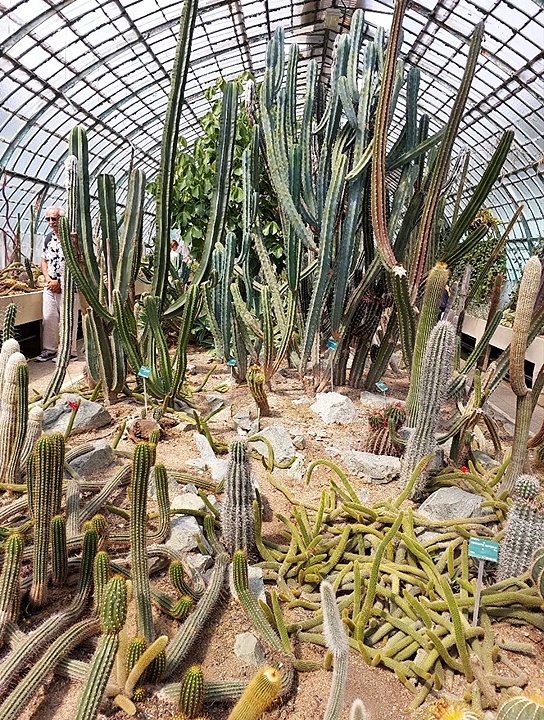 La serre des cactus et des plantes succulentes