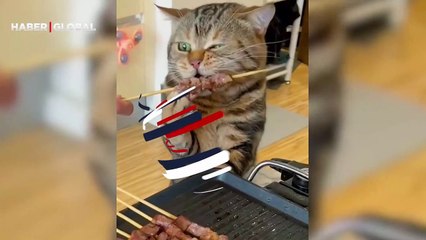 Kedinin çöp şiş keyfi